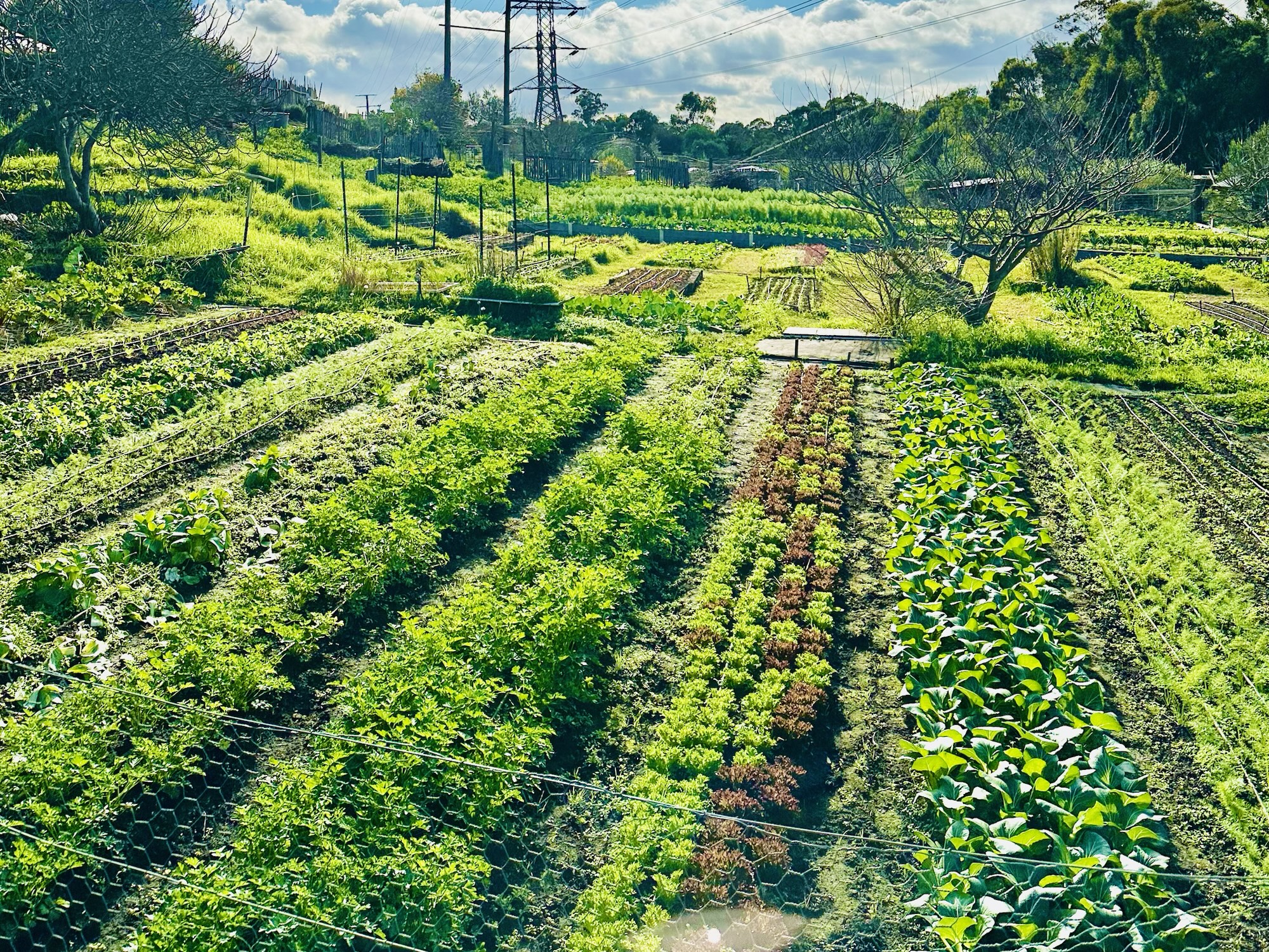 Regenerative Everything?